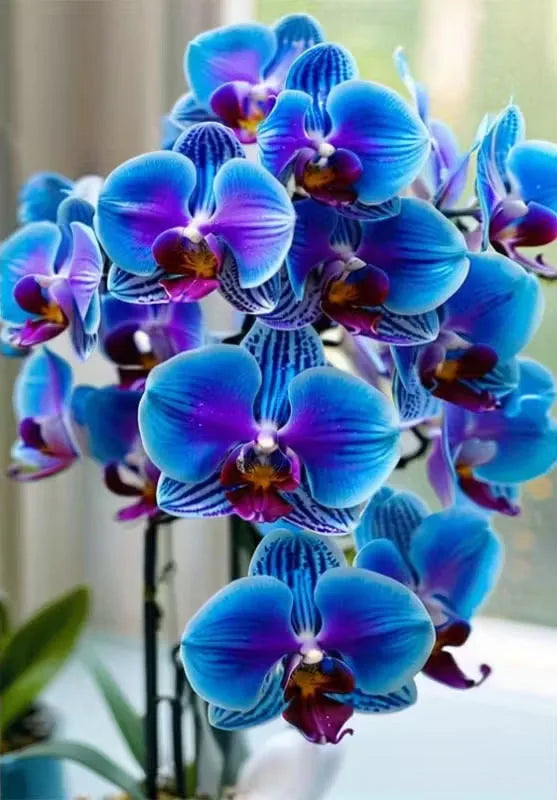 Orchid Diamond Art Painting